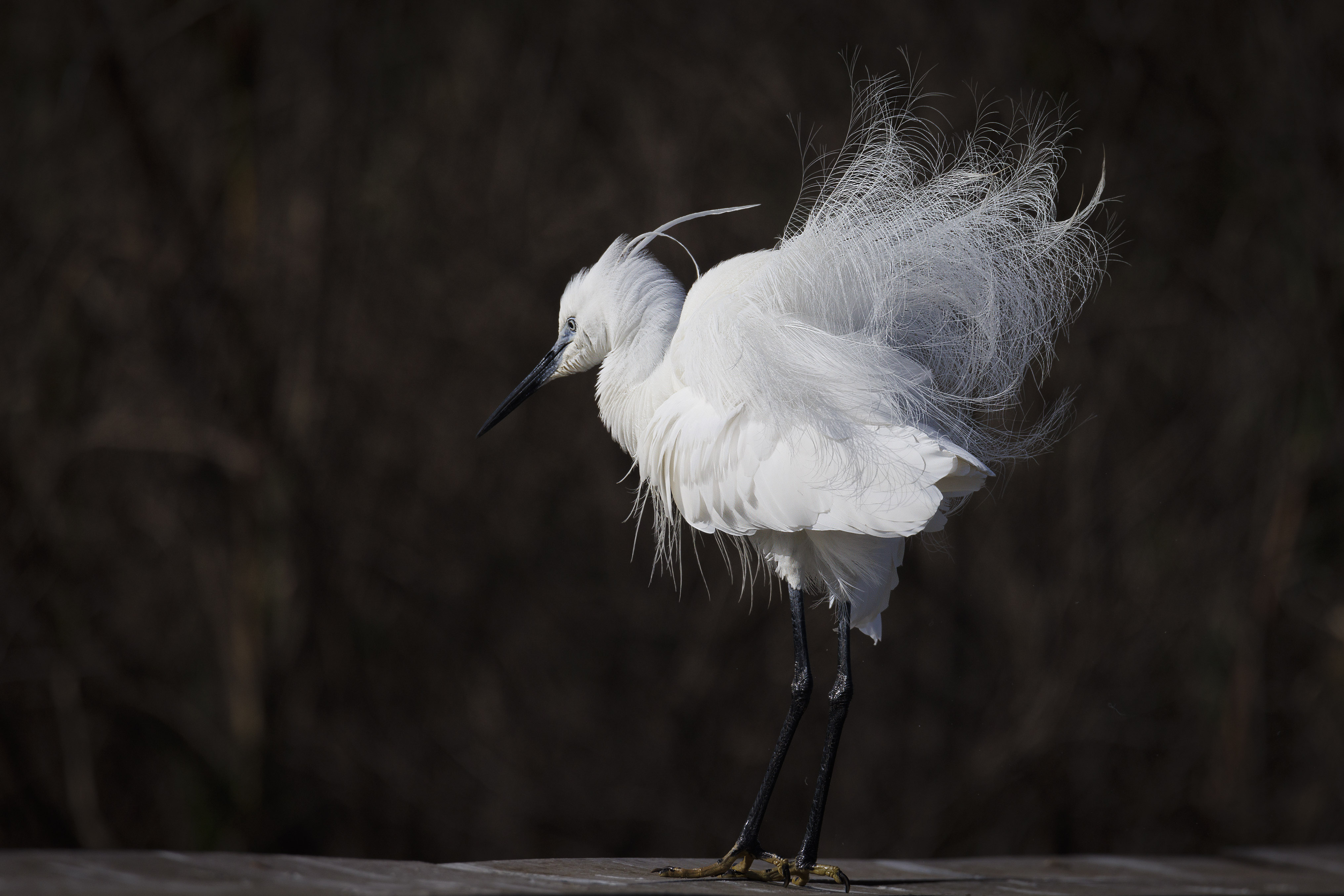 20220330-March 30, 2022-085337-085337-Edit.jpg